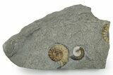 Two Fossil Ammonites (Promicroceras) - Lyme Regis #351284-1